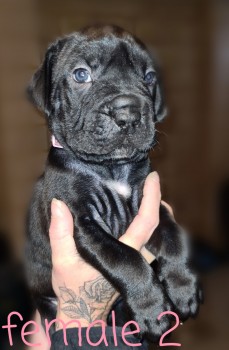 Bullmastiff X Cane Corso Puppies