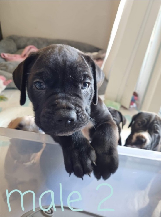 Bullmastiff X Cane Corso Puppies