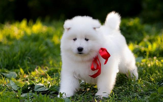 Beautifull Samoyed Dogs For Sale