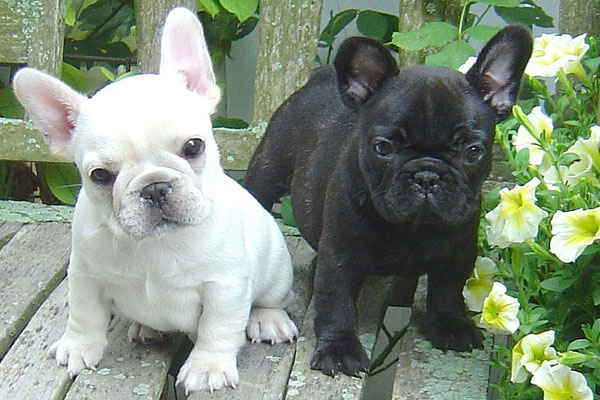 Beautiful French Bulldog Puppies Availab