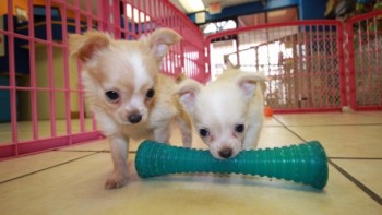 Lovely Chihuahua Puppies for Sale