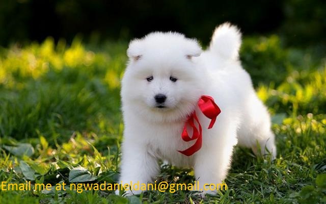 Beautifull Samoyed Dogs For Sale