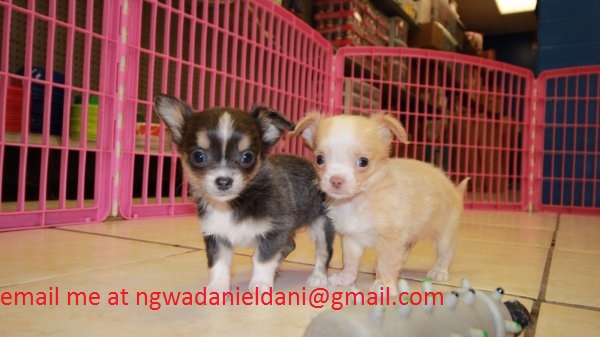 Beutifull Chihuahua Puppies for Rehoming