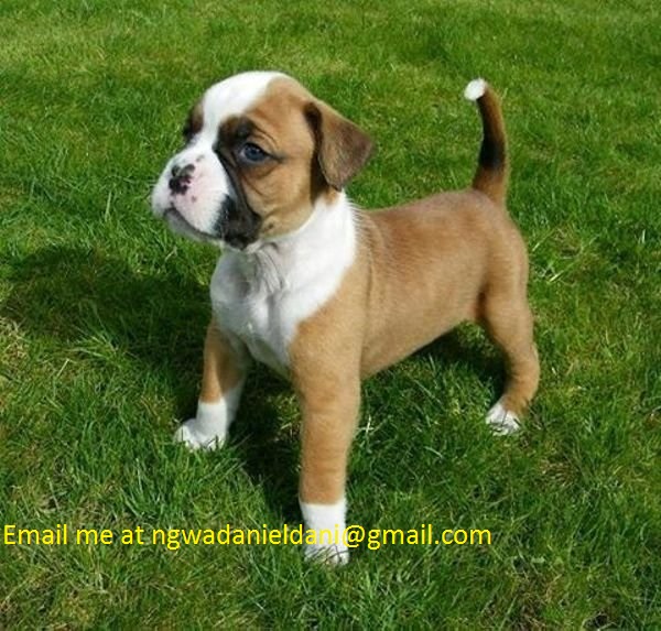 Cute Boxer Puppies