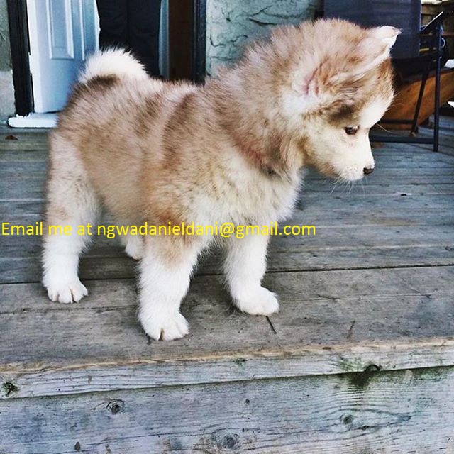 AKC Husky Puppies