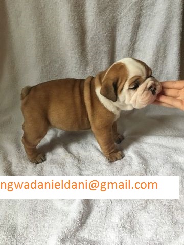 Registered English Bulldog Litter