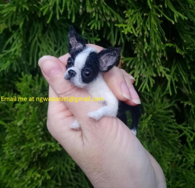 Boston Terrier Puppies