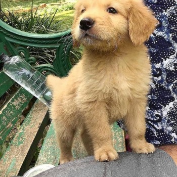 Lovely Golden retriever Puppies Availabl