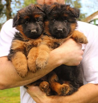 Male And Female German Shepherd Puppies 