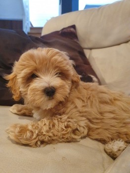 LOVELY MALTIPOO READY FOR ADOPTION.