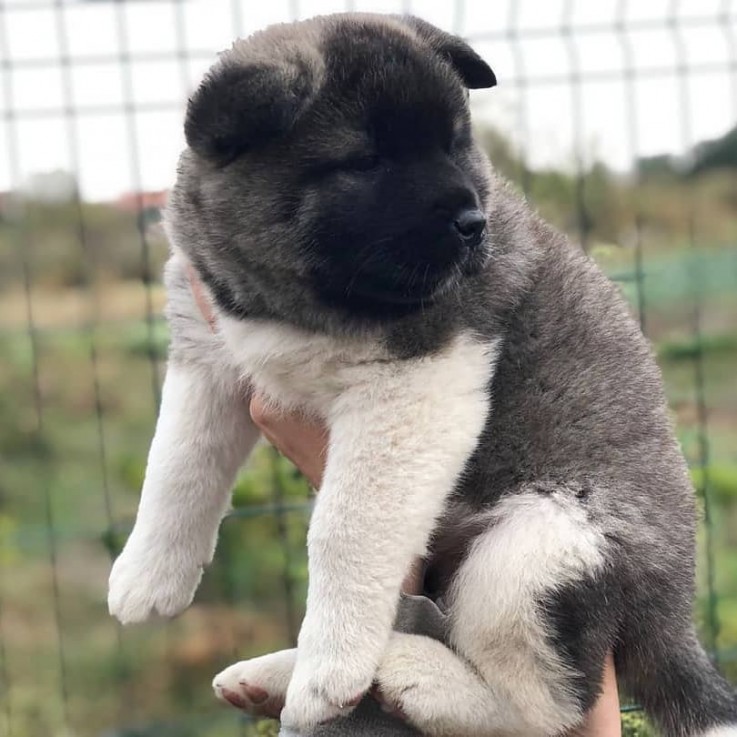 LOVELY AKITA READY FOR ADOPTION.