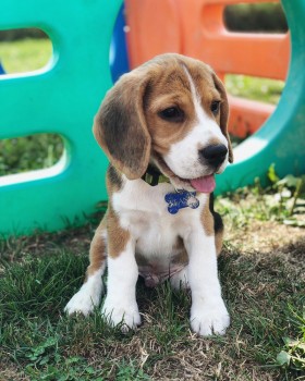 BEAUTIFULL BEAGLE READY FOR ADOPTION. 