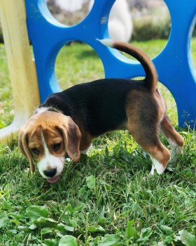 BEAUTIFULL BEAGLE READY FOR ADOPTION. 