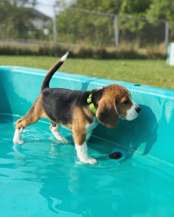 BEAUTIFULL BEAGLE READY FOR ADOPTION. 