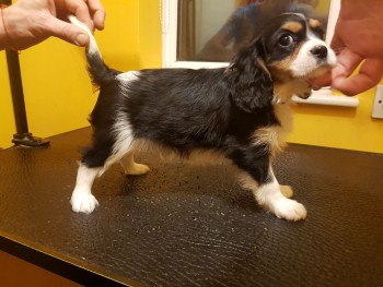 BEAUTIFULL CAVALIER KING CHERLES SPANIEL