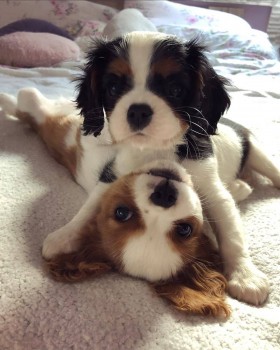 BEAUTIFULL CAVALIER KING CHERLES SPANIEL