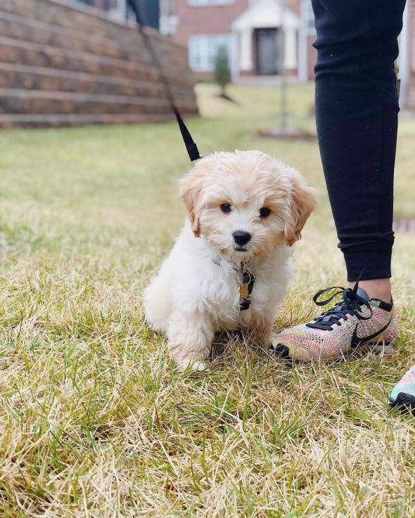 ADOREBLE CAVACHON READY FOR ADOPTION.