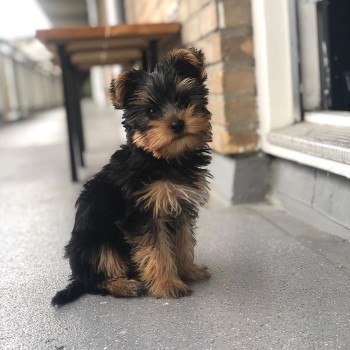 BEAUTIFULL YORKSHIRE TERRIER READY FOR A