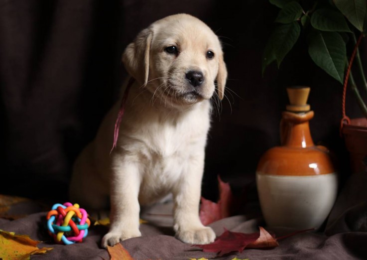 LOVELY LABRADOR READY FOR ADOPTION.