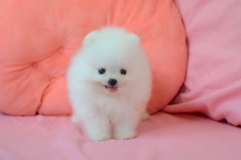 loving Pomeranian ready for adoption.