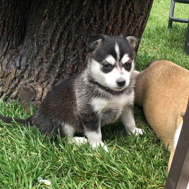 LOVELY POMSKY READY FOR ADOPTION.