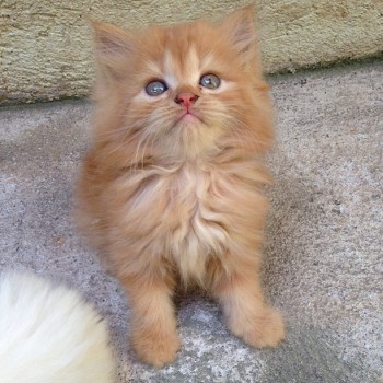 Lovely male and female Persian kittens r