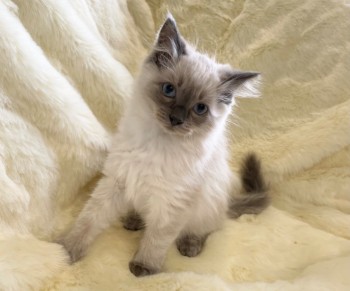 Beautiful Ragdoll Kittens Available for 