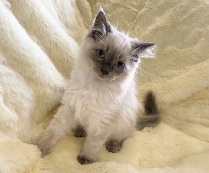 Beautiful Ragdoll Kittens Available for 