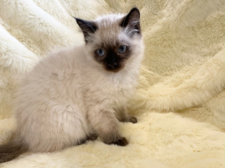 Beautiful Ragdoll Kittens Available for 