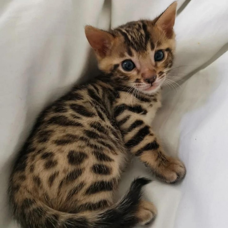 3 Beautiful male and females Bengal Kitt