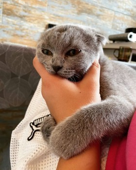 Lovely male and female Scottish Fold kit