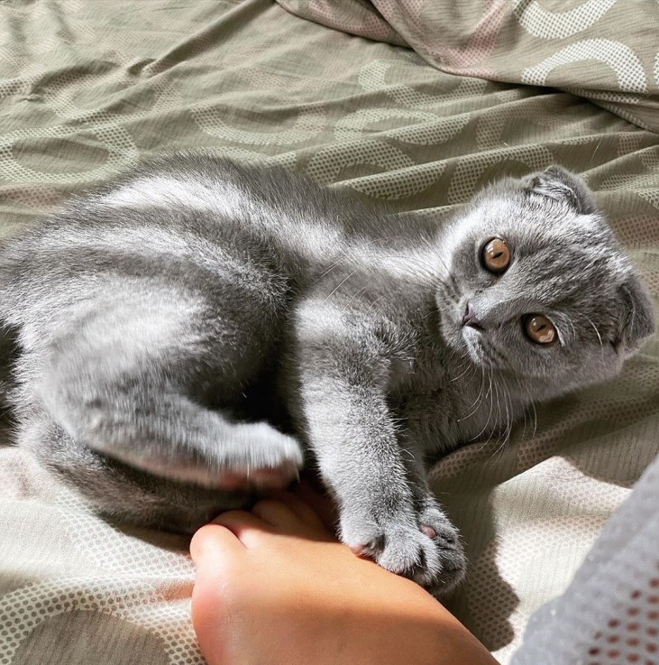 Lovely male and female Scottish Fold kit