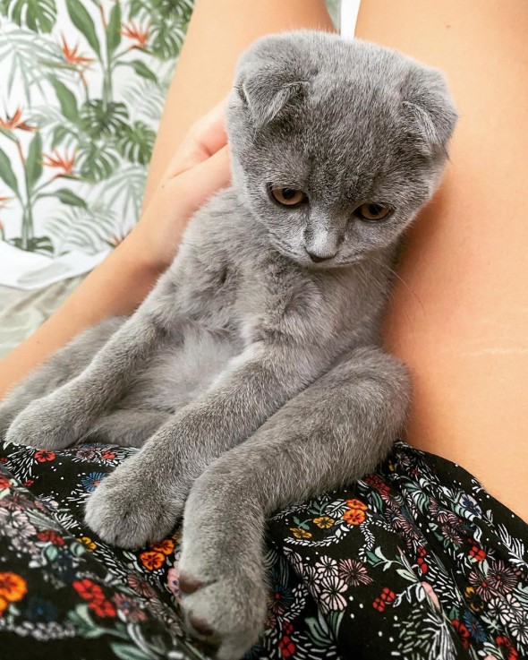 Lovely male and female Scottish Fold kit