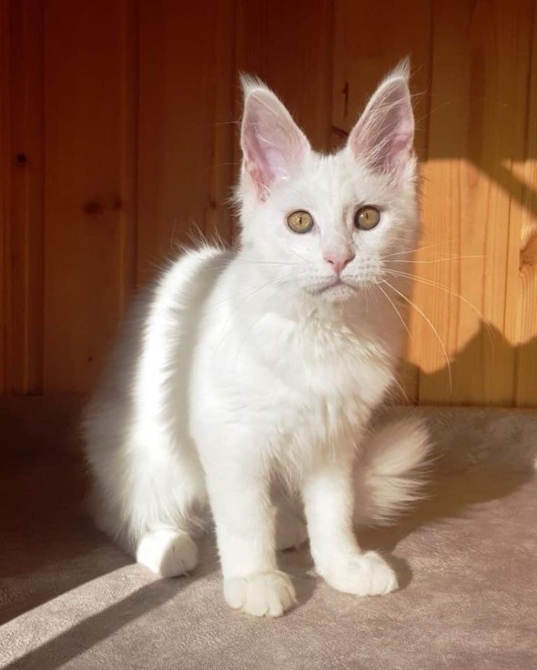 4 Charming Male and female Maine Coon ki