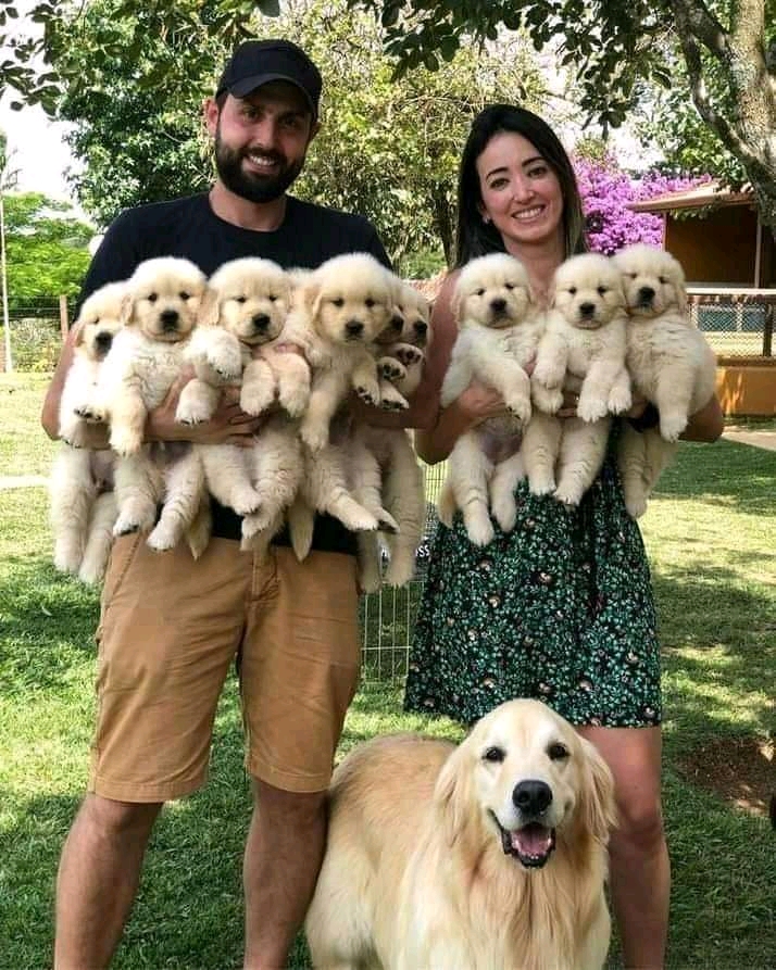 Beautiful Golden Retrieve rPuppies