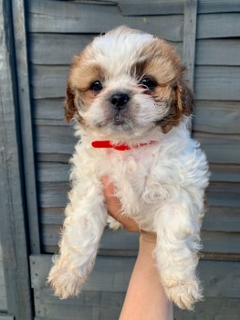 Gorgeous shih tzu puppies all ready