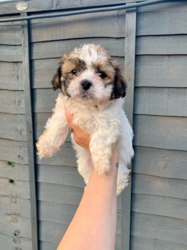 Gorgeous shih tzu puppies all ready