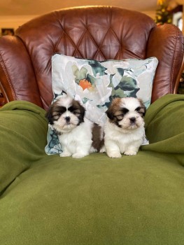 Gorgeous shih tzu puppies all ready