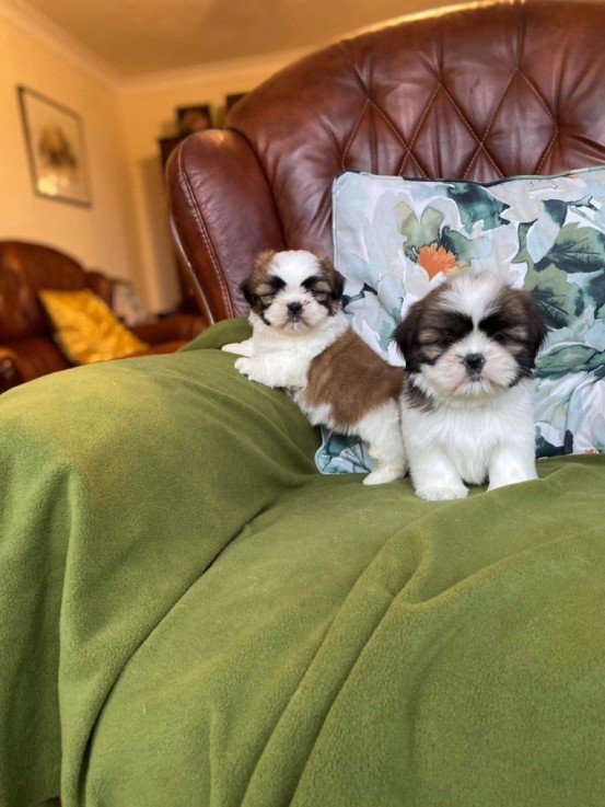 Gorgeous shih tzu puppies all ready