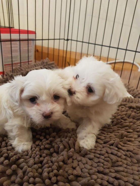 Gorgeous Maltese puppies all ready