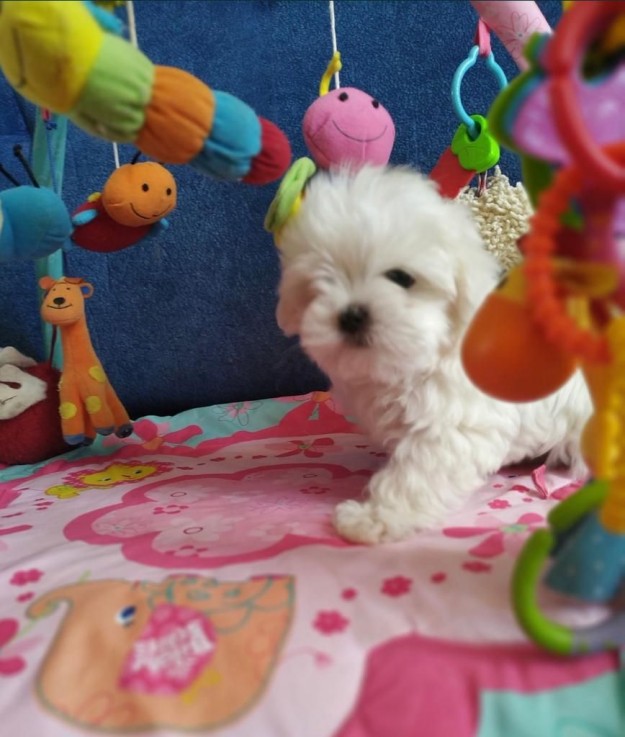 Cute Maltese puppies all ready