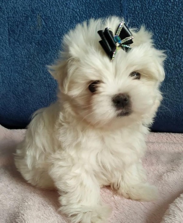 Cute Maltese puppies all ready