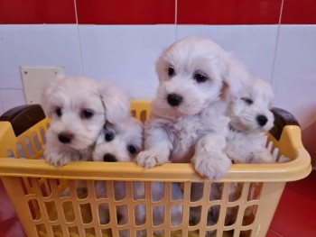 Cute Maltese puppies all ready