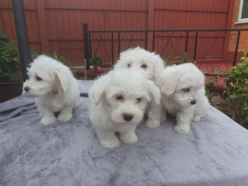 Cute Maltese puppies all ready