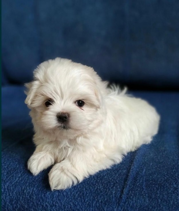 Cute Maltese puppies all ready