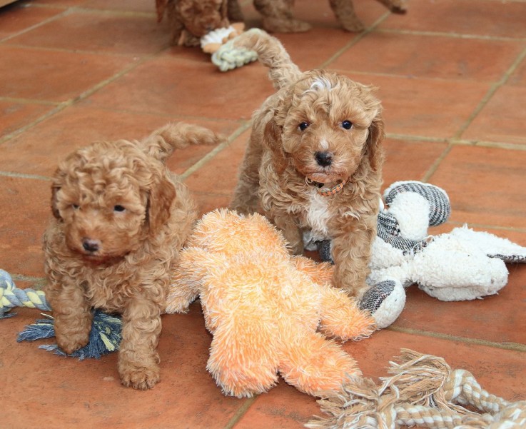 Beautiful Cavapoo Puppies