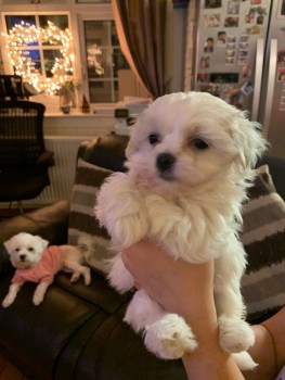 Cute Maltese puppies all ready