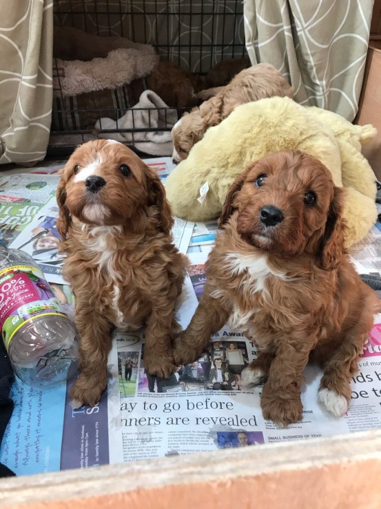 Beautiful Cavapoo Puppies