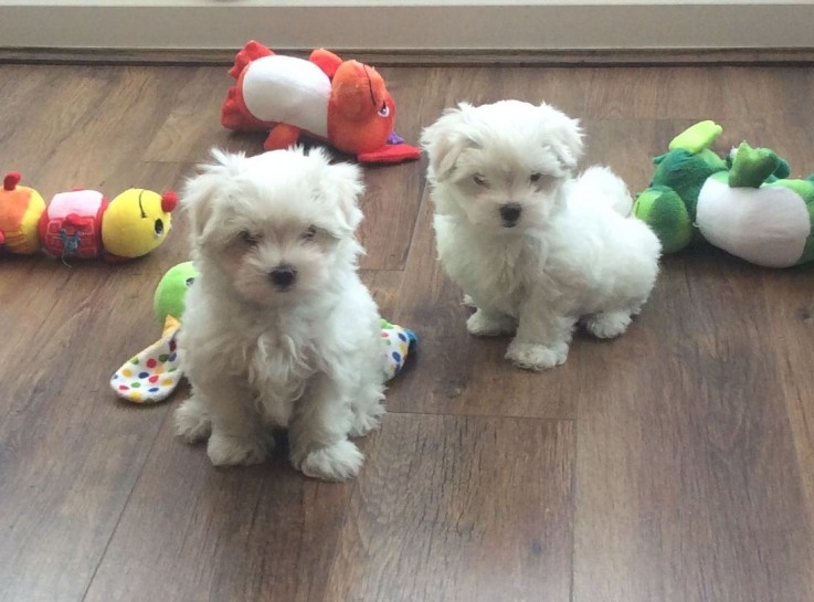 Cute Maltese puppies all ready