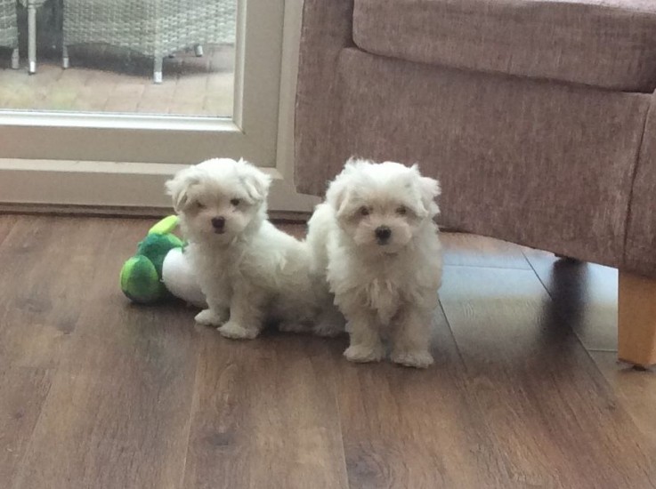 Cute Maltese puppies all ready